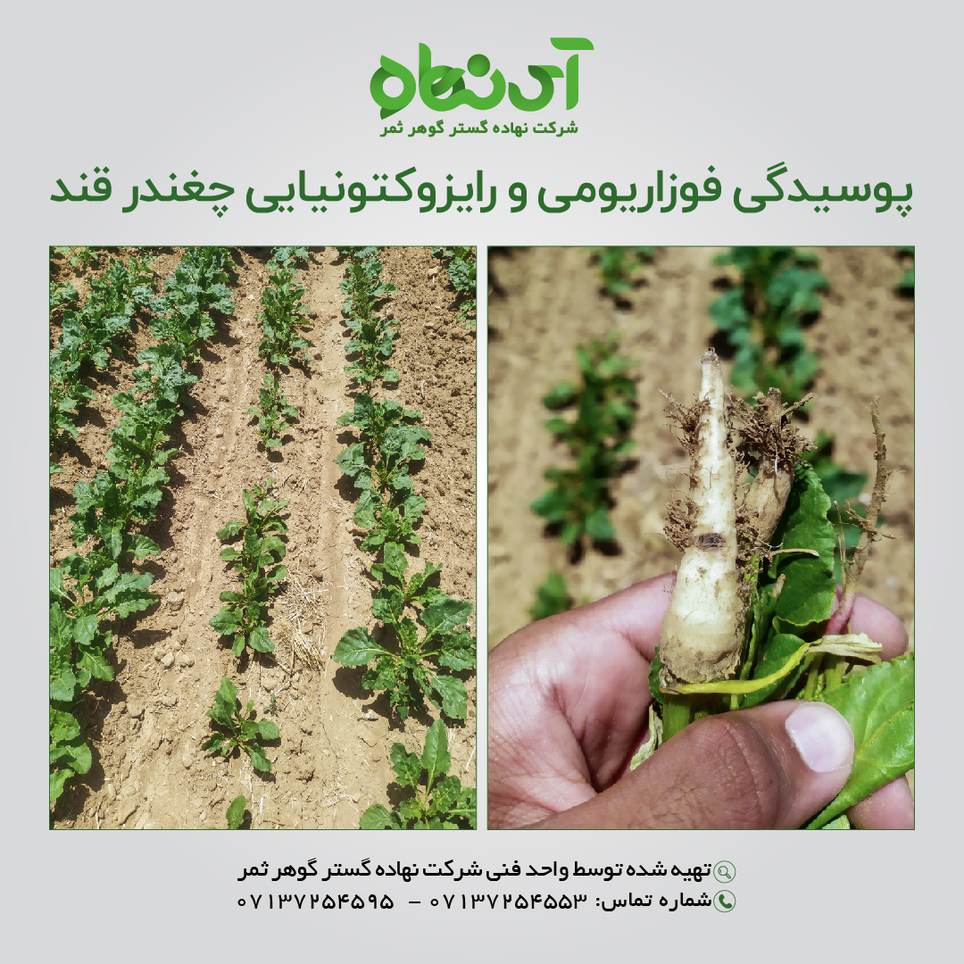 پوسیدگی فوزاریومی و رایزوکتونیایی چغندر قند